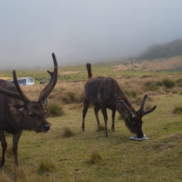 horton-plains-national-park