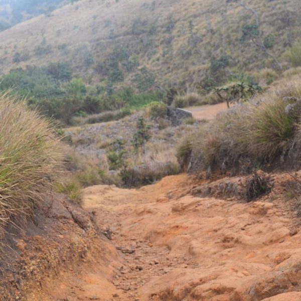 horton-plains-national-park8563
