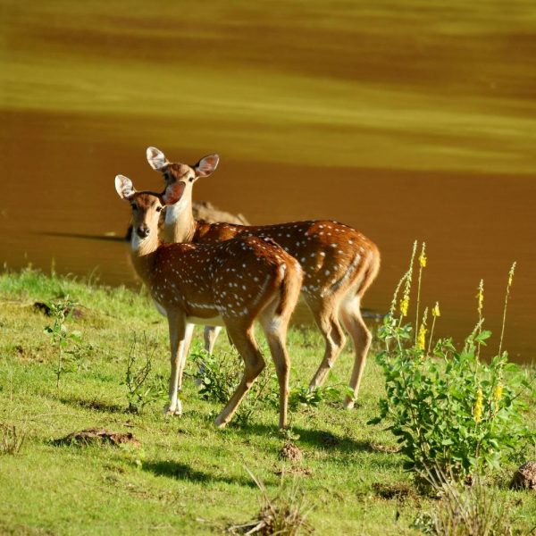 wilpattu3333