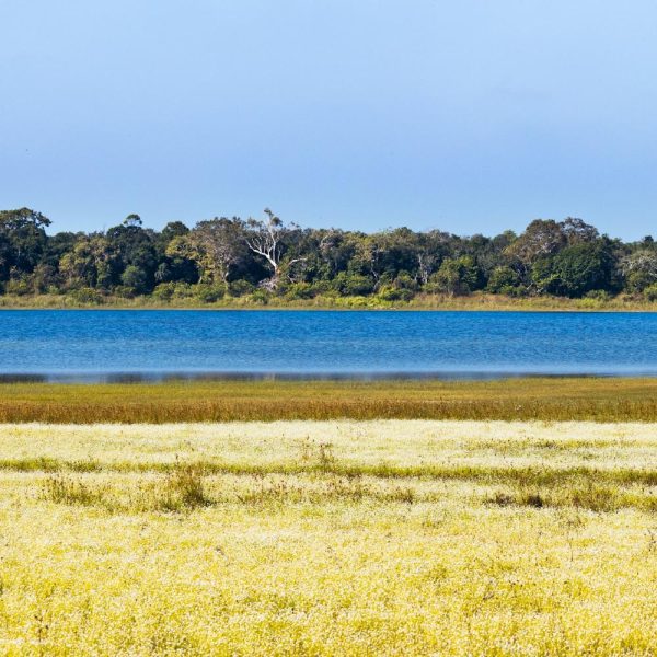 wilpattu526