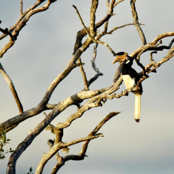 wilpattu585666