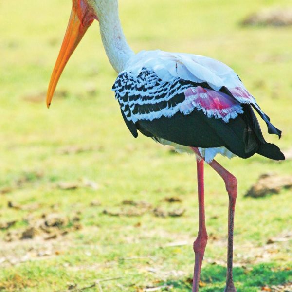 bundala-national-park41141