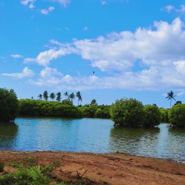 kalpiti-lagoon12363